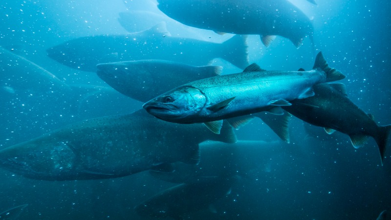 collageen afkomstig van vissen